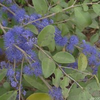 Memecylon umbellatum Burm.f.
